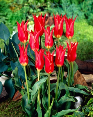 Tulipa Aladdin - Tulip Aladdin - 5 củ