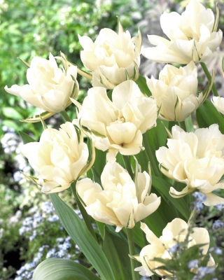 Tulipa Exotic Emperor - Tulpe Exotic Emperor - 5 Zwiebeln