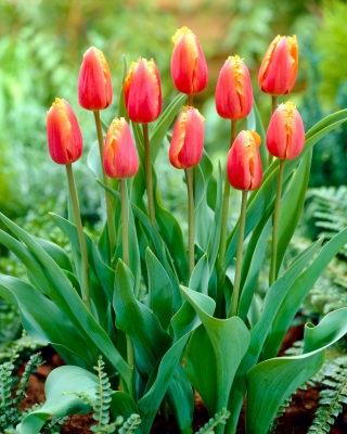 Tulppaanit Lambada - paketti 5 kpl - Tulipa Lambada