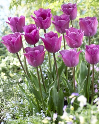 Magic Lavender tulip - 5 ks - Tulipa Magic Lavender