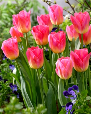Tulipa Tom Pouce - Tulpe Tom Pouce - 5 Zwiebeln