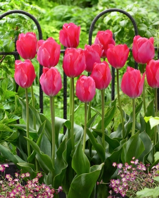 Tulipa Van Eijk  -  Tulip Van Eijk  -  5个洋葱
