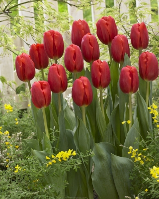Tulipa - Vermelho - pacote grande! - 50 peças - 