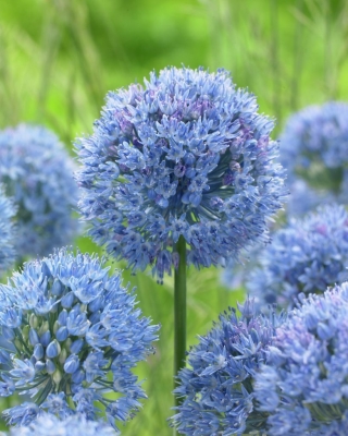 Blue globe onion - Large Pack! - 50 pcs; blue ornamental onion, blue-of-the-heavens, blue-flowered garlic