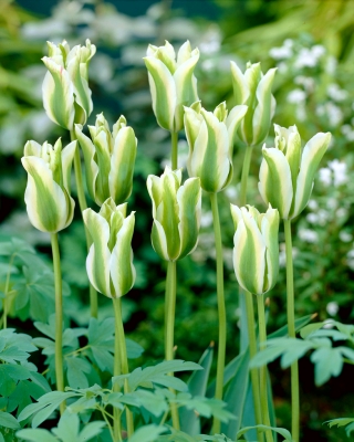 Tulipa Spring Green - Tulpe Spring Green - 5 Zwiebeln