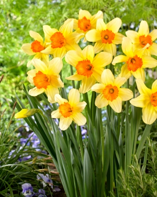 Narcissläktet - Fortissimo - paket med 5 stycken - Narcissus