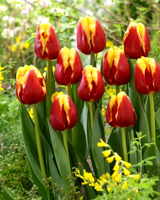 Tulipán "Dánsko" - 5 ks v balení