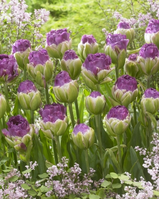Tulipe de pivoine "Exquisit" - paquet de 5; tulipe de glace