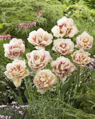 Double tulipe "Margarita Flamboyante" - 5 pcs. Pack