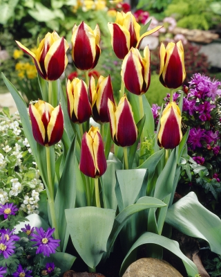 Tulipe "Gavota" - pack de 5 pieces