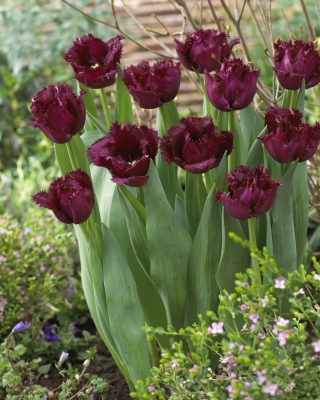 Tulipa "Gorila" - com franjas (Crispa) - pacote de 5 unidades - 