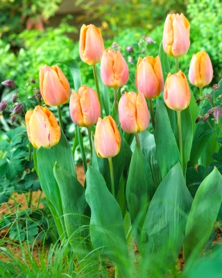 Tulip lososov princ - 5 kosov paket - 