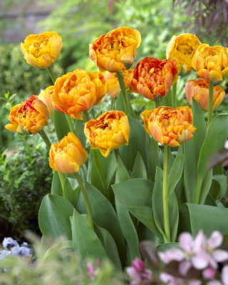 Hoa tulip "Sunlover" - Gói 5 chiếc - 