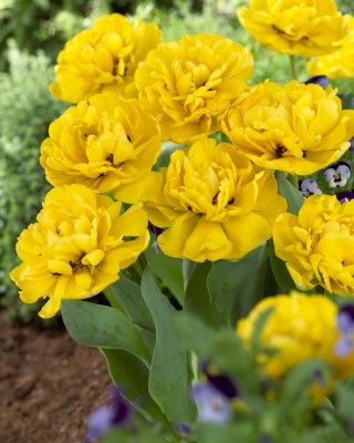 Dobbelt tulipan "Yellow Pomponette" -5 stk pakke