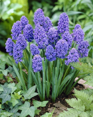 Armenian grape hyacinth Blue Spike – large pack – 100 pcs
