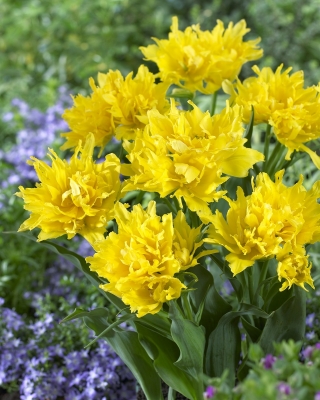 Tulipa žltý pavúk - tulipán žltý pavúk - 5 cibuľky - Tulipa Yellow Spider