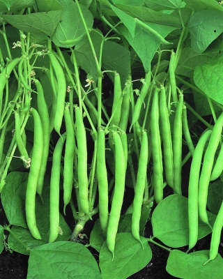 Фасо́ль обыкнове́нная - Processor - Phaseolus vulgaris L. - семена