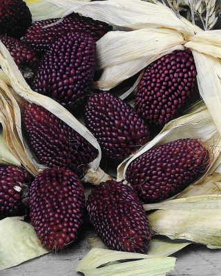 Dekoratīvie, zemeņu kukurūza! - 39 sēklas - Zea mays var. japonica Strawberry Corn
