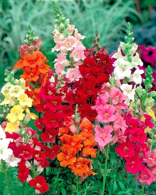 Κοινή snapdragon με λουλούδια σε σχήμα τρομπέτας "Σειρά Τρομπέτα" - 740 σπόροι - Antirrhinum majus nanum Trumpet Serenade