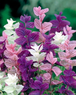 Årlig clary, Orval - färgblandning - 200 frön - Salvia horminu, S. viridis var. Tricolor