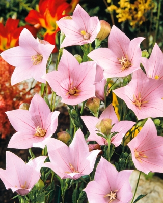 후지 핑크 꽃의 풍선 꽃 - 도라지 플라 시코 돈 - 110 종 - Platycodon grandiflorus - 씨앗