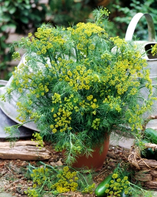 Dille - Bouquet - 2800 zaden - Anethum graveolens L.