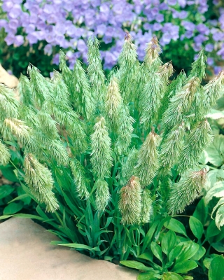 Goldentop Grass seeds - Lamarckia aurea