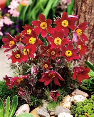 Квітка паска - червоні квіти - розсада; pasqueflower, звичайна квітка pasque, європейська pasqueflower - 