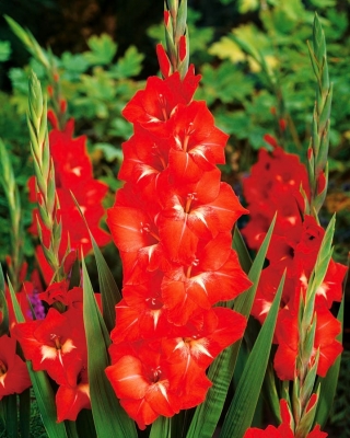 Gladiolus Traderhorn - 5 květinové cibule