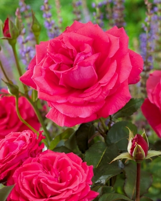 وردة كبيرة مزهرة - الوردي الداكن - بوعاء الشتلات - 