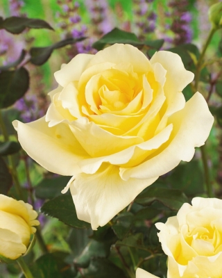 Vrtnica z velikimi cvetovi - kremno-bela sadika v loncu - 
