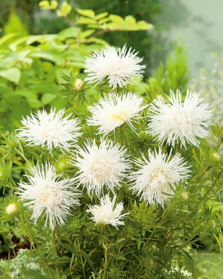 Callistephus chinensis - 450 semillas - White Jubilee