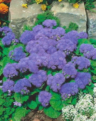 Flossflower "Tetra Blue Mink" - สีม่วง; bluemink, blueweed, เท้าหี, พู่กันเม็กซิกัน - 2025 เมล็ด - Ageratum houstonianum
