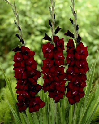 Kardvirág Black Surprise - csomag 5 darab - Gladiolus Black Surprise