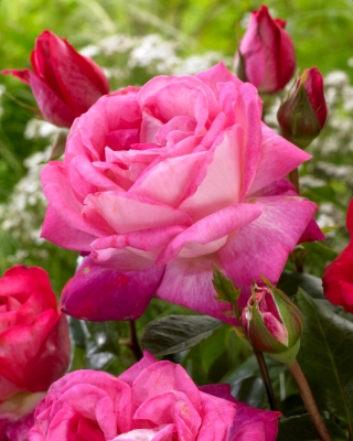 Großblütige Rose - weißrosa umrandet - Topfpflanze - 