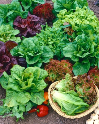 Salată varietate de salată - 450 de semințe - Lectuca sativa 