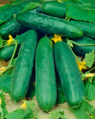 BIO Краставица "Marketmore" - сертифицирани органични семена - 