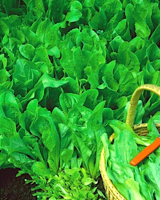 Міні-сад - Цикорій для свіжих, обрізних листів - для балконних і терасових культур - Cichorium intybus - насіння