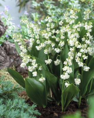 Lily of the valley, double-flowered (Convallaria majalis Prolificans); May bells, Our Lady's tears, Mary's tears