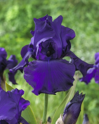 Iris "Titan's Glory"; skjeggete iris - 