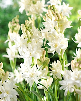 Polianthes, Tuberose The Pearl - 2 Zwiebeln