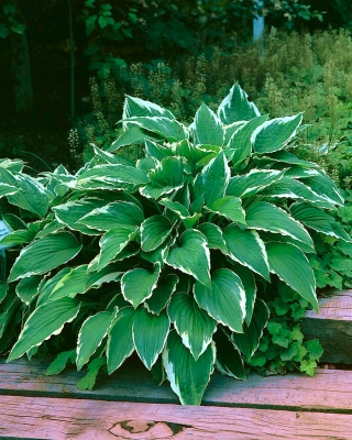 Hosta, Plantain Lily Crispula - bulb / tuber / root