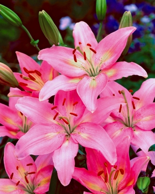 Pink Asiatic lily - Pink - Paket Besar! - 15 pcs. - 