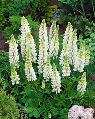 Lupinus, Lupine, Lupine White - หัว / หัว / ราก - Lupinus hybridus