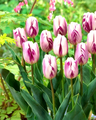 Tulipa Flaming Flag - pacote de 5 peças