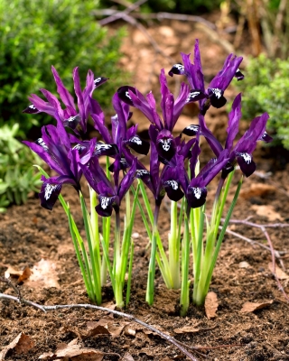 Reticulate iris - Pauline - 10 chiếc - 