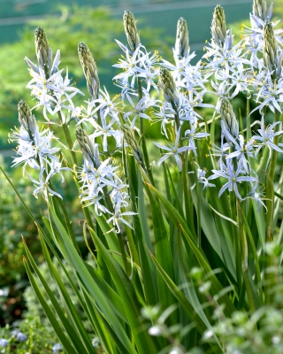 Cusick's camas - 2 ks.; quamash, indický hyacint, camash, divoký hyacint, Camassia