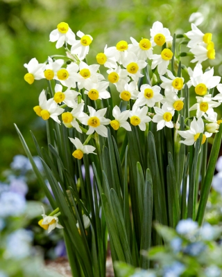 Narcise, narciss 'Canaliculatus' - liels iepakojums - 50 gab.