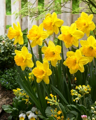 Daffodil, narcissus 'Gigantic Star' - large package - 50 pcs