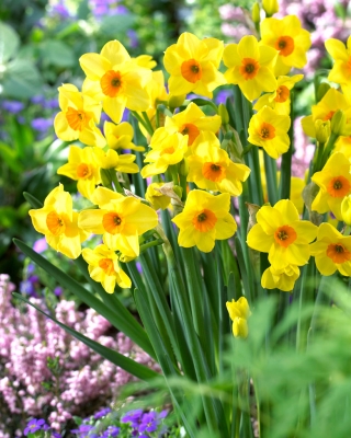 Daffodil, narcissus Hoopoe - 5 pcs